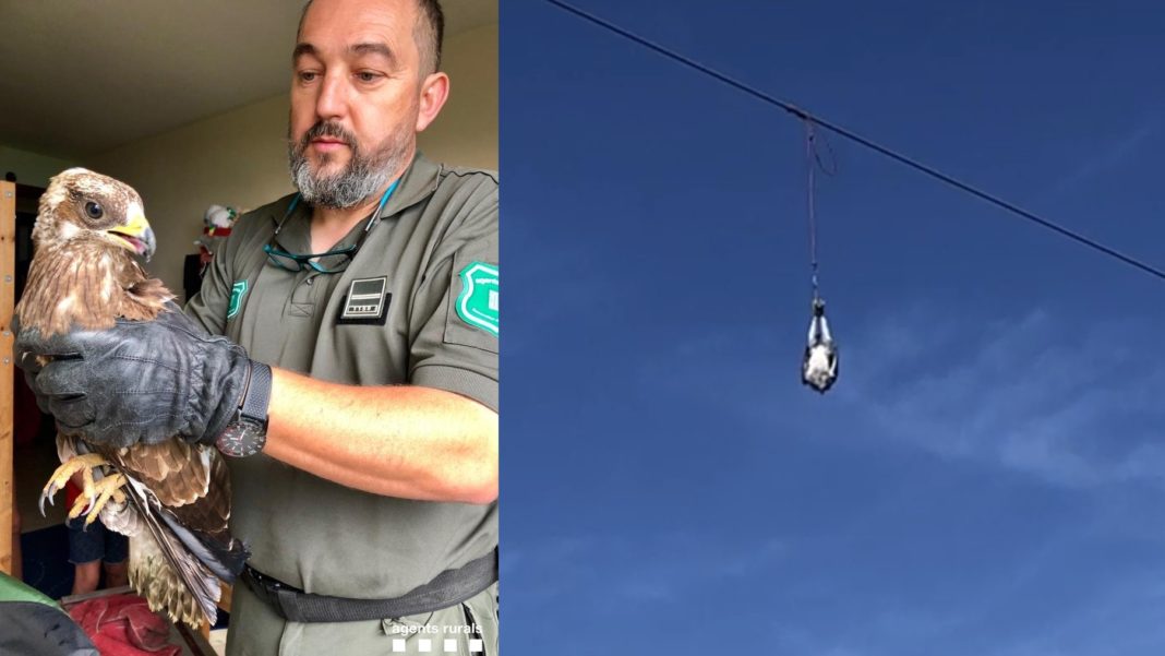 Agentes Rurales y Bomberos rescatan 2 halcones en Gavà.