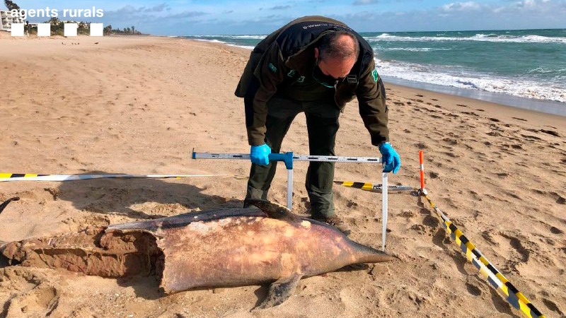 Primer ejemplar de delfín encontrado en la playa de Gavà. Foto: Agents Rurals.