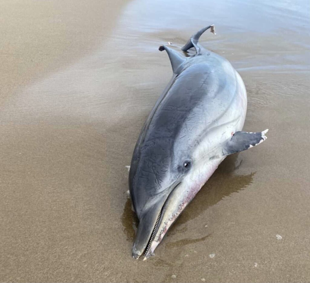 Segundo ejemplar de delfín. Foto: @jenny81.