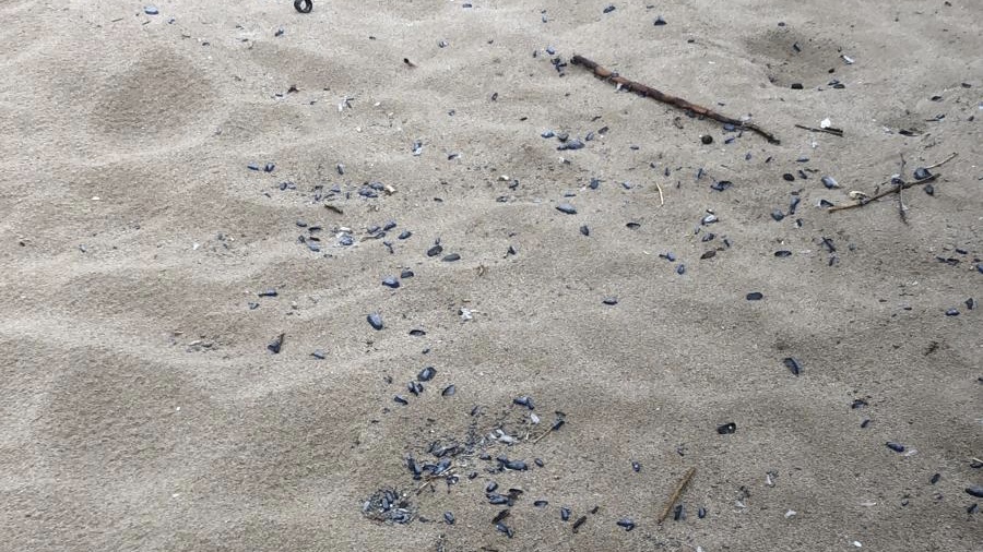 Restos de Velella velella en la playa de Gavà.