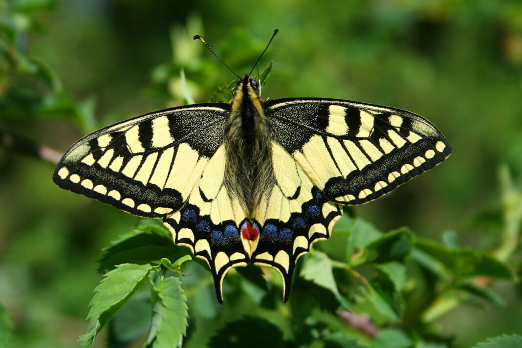 Papilio machaon. Foto: Wikipedia.
