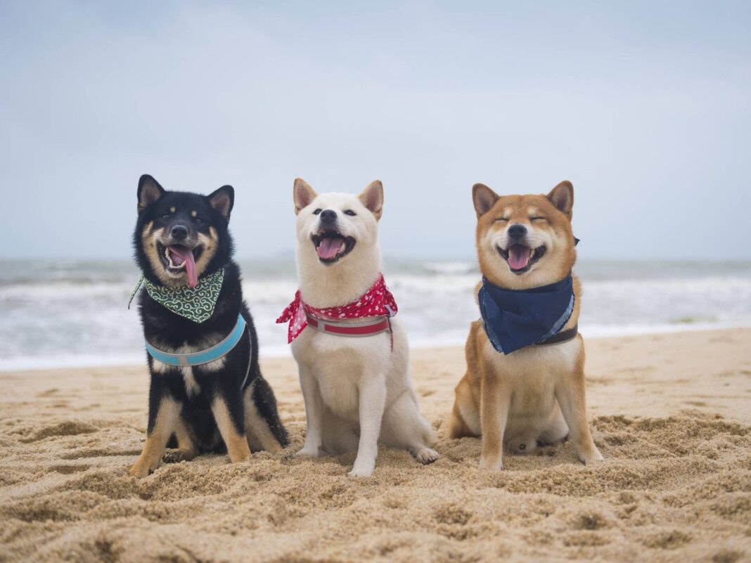 Tres perros en una playa. Foto: iStock.