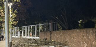 Gavà suspende la actividad educativa este jueves ante un temporal de viento sin precedentes en los últimos años Imagen de archivo de un árbol caído en la Rambla.